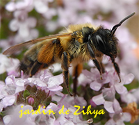 une abeille au dessus des fleurs de thym