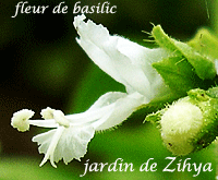 Fleur de Basilic de couleur blanche.