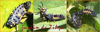 Une larve de coccinelle asiatique mange une larve de coccinelle locale.
