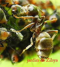 Une fourmi récupère sur le dos d'un puceron une goutte de miéla.