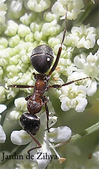 Une fourmi soldat butine sur des fleurs de carotte.