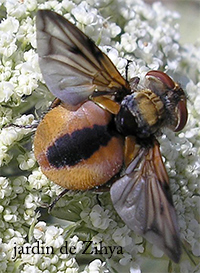 Un insecte ailé butine sur une ombelle de fleurs de carotte.