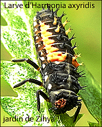 Une larve de la coccinelle asiatique blessée par une fourmi.