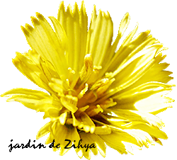 Très jolie fleur de laitue de couleur jaune