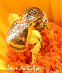 Une abeille très chargée en pollen