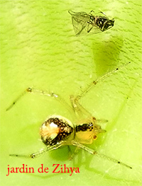 Une toute petite araignée et un petit insecte dans son garde-manger.