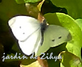 Le papillon la piéride du chou, Pieris brassicae.