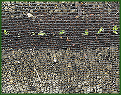 Germinations des haricots protégés par un filet